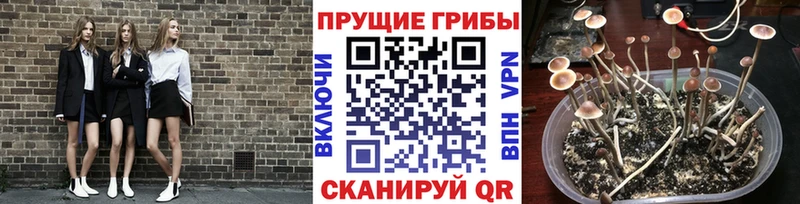 мега tor  Нижнекамск  Галлюциногенные грибы Psilocybe 